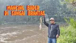 Mancing bader di sungai brantas, walaupun air deras tapi tetep strike. #mancing #angler #sungai