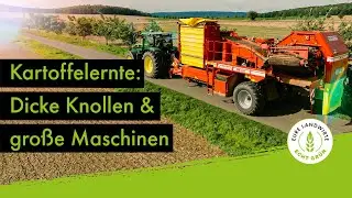Kartoffelernte: Kleine Knollen & gro&szlig;e Maschinen