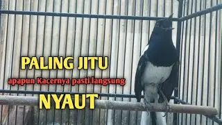 kacer gacor NGEPLONG ini paling AMPUH buat PANCINGAN KACER agar EMOSI