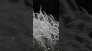 Under My Umbrella-Rihanna,Full Screen Whatsapp Status Video