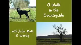 A Walk in the Countryside with Woody the Black Labrador
