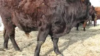 small scale livestock farming in Canada