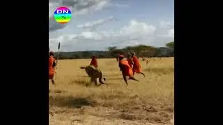 African Tribesmen and the Lion: A Battle of Wits #animals #wildtv #wildlife #panda #animalworld