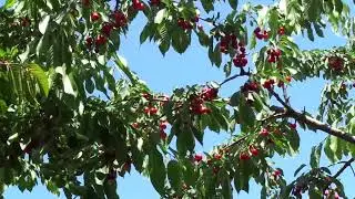 Pruning cherry trees CORRECTLY