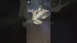 Surprise Frog Encounter! Wild Visitor Shares a Secret? #shorts #trending #wildlife