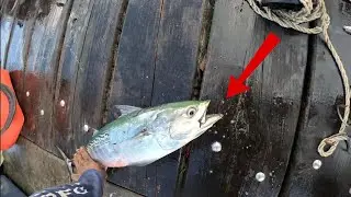 Bonita On Light Tackle! (False Albacore Fishing)