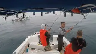 Horseshoe yellowtail long beach, ca 8 26 17