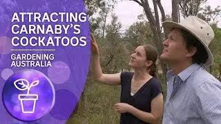 Attracting Carnaby's cockatoos to your garden