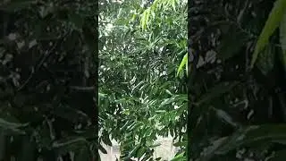 Mesmerizing Rain in Slow Motion 🌧️| Nature&rsquo;s Therapy