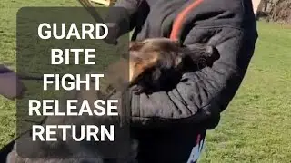 K9 Chapo Level III Protection Dog Instructional #k9
