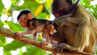 BABY DELENA HUNGRY MILK AFTER ON HAND KARI LONG TIME | I NEED MILK MOM DEE DEE