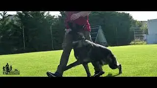 Trained protection dog for sale by K9 Ambassador / Chico Codast