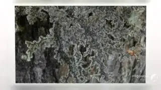 Pseudocyphellaria granulata - fungi kingdom