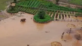 Widespread flooding at Elephant Nature Park