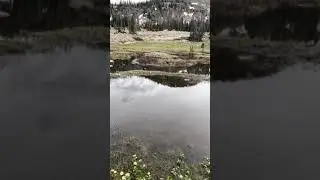 Frogs Croaking