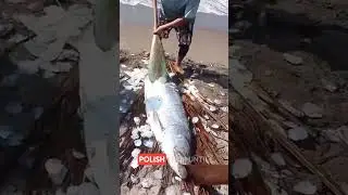 Brazil Tarpon Scale Rating