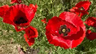 Papaver rhoeas - Flanders Poppy, Corn Poppy, Red Poppy, Shirley Poppy