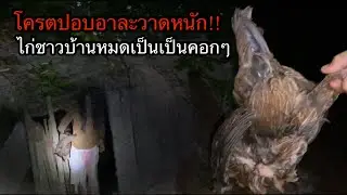 โครตปอบล่าไก่ชาวบ้านหมดเป็นคอก งานนี้ต้องรีบจัดการเดี๋ยวตะบานปลาย