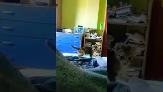 Kitten plays with foot - Young cat attacks leg #cats #shorts