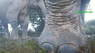 ALMOST STEPPED ON MY TRAP CAMERA  || ELEPHANT HERD CROSSING HIGHWAY