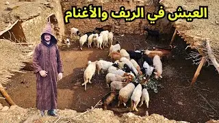 هكذا نعيشو في وسط جبال الريف تربية الأغنام والمعز الحياه بعيدا عن الحضارة 