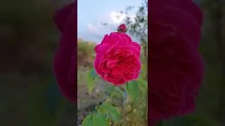 Beautiful Roses 😍 #flowers  #nature #rose #photography #naturephotography