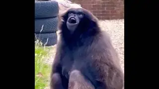 chimpanzee screaming sound | chimpanzee sound video #shorts #shortvideo #chimpanzee #wildlife