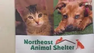 No-kill shelter has euthanized dogs