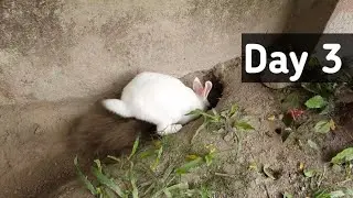 Rabbit Digging Hole For Babies | White Rabbit Making Home | New Zealand White Rabbit | Pet Home