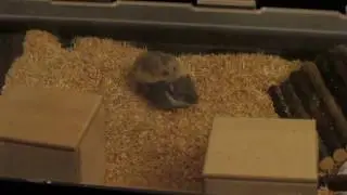 Campbell mating