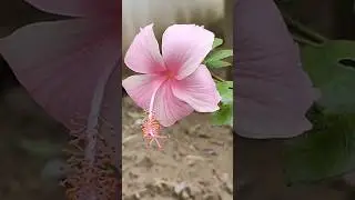 #naturelovers #flowers #garden #ncdiary #shorts #viralvideo