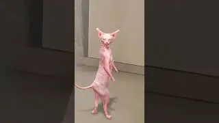 #sphinxcat #arabicviralsong #yalili #hamouda #saddydud