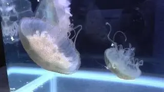 Natural Sanderia malayensis.(With sound)