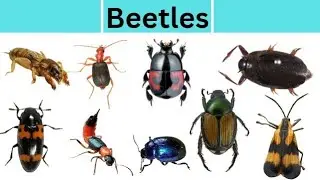 Beetle scientific name || 
