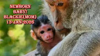 A New Arrival! Mom Blackie Welcomes Her Newborn | Amber Troop