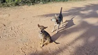 The homeless dog always waiting for me | watch why