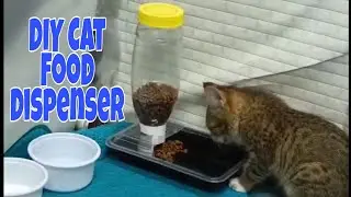 DIY Cat Food Dispenser