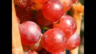 Виноград кишмиш Красное пламя. Сезон 2016 (Grapes Red Flame seedless. Season 2016)