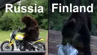 FINLAND VS RUSSIA Bears