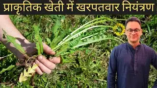 प्राकृतिक खेती में खरपतवार नियंत्रण | Weed Management in Farming
