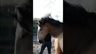 THIS is what a POWER horse looks like😱🫠😍