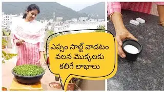 Epsom salt gardening uses .ఎప్సం సాల్ట్ ను మొక్కల పెంపకంలో ఎలా వాడొచ్చు?#epsomsalt
