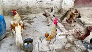 Aseel hen mating￼ successful full video 