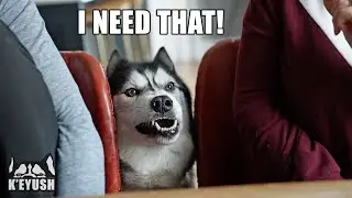 Husky Complains No One is Awake To Give Him His Toast!