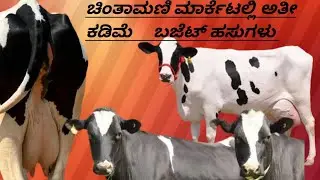 ಇಷ್ಟು ಕಡಿಮೆ ಬೆಲೆಗೆ ಚಿಂತಾಮಣಿ ಮಾರ್ಕೆಟಲ್ಲಿ ಹಸುಗಳು ಸಿಗುತ್ತಾ Budget Cows&calf in Chintamani Market.