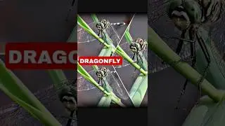 Dragonfly|#Green dragonfly|#Green darner|#Dragonfly spotted|#Shorts
