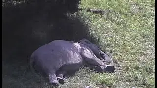 The Elephant Sanctuary | Elephant Neighbors Chapter Two