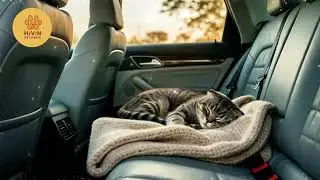 Calm Stress Free Car Music for Cats
