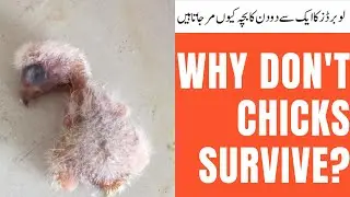 Why don't chicks survive? | Lovebirds chicks ku 1 say 2 dino baad expire ho gatay han | HWI Aviary