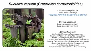 Лисичка черная (Craterellus cornucopioides)